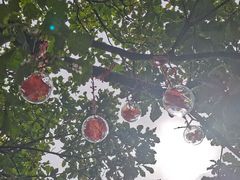 -少华山国家森林公园