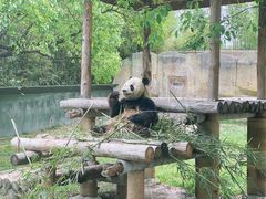 -上海野生动物园