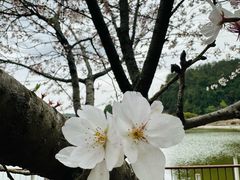 -绵阳盛世樱花悠乐谷