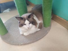 -猫在这儿猫咪咖啡馆·撸猫馆