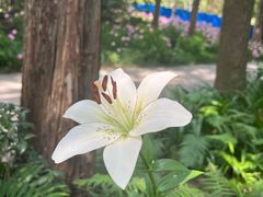 -上海共青森林公园