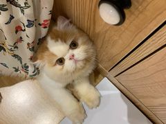 -啵啵喵·猫咖(攀华国际店)