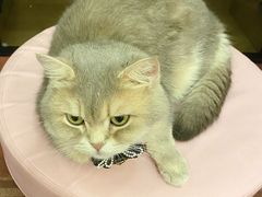 -MOCHA明星猫咖(田子坊店)