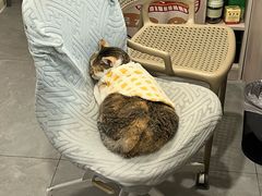 -伟伟宠物医院·CT影像中心·瑞派犬猫综合性门诊(汉口总院)