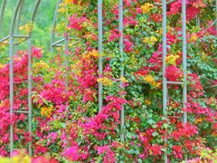 -莲花山公园