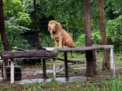 -清迈夜间动物园