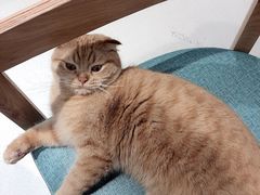 -藏猫猫咖啡主题馆(中央大道店)