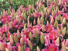 -松山湖梦幻百花洲