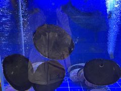 -渔洲情海鲜酒家