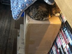 -猫的天空之城概念书店(杭州南宋御街店)