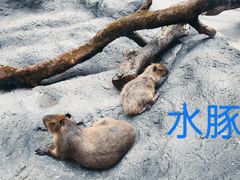 -武汉动物园
