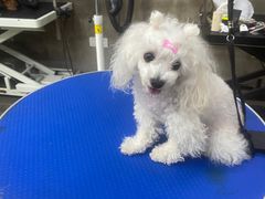 -PETKIT 小佩宠物·低压洗护·美容·寄养(安远店)