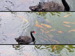 -海南热带野生动植物园