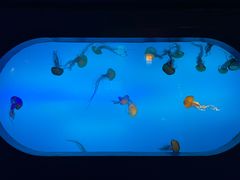 -太平洋海底世界