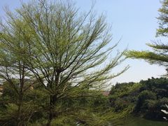-鹤山碧桂园凤凰酒店