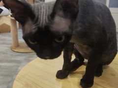 -楼上猫咖(罗湖店)