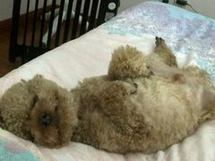 -畜牧兽医站(共江路店)