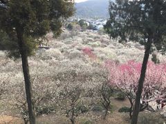 -香雪海