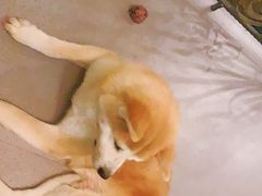 -喜柴咖啡·柴犬狗咖