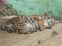 -栾川竹海野生动物园