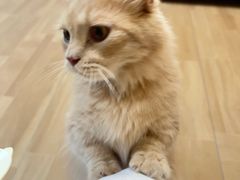 -唐小姐の私宠·宠物洗护美容·撸猫馆·购宠(周浦万达旗舰店)