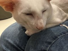 -飞行喵MR PILOT|猫舍·猫咖(静安大融城店)