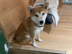 -是阿柴呀！柴犬咖啡·爱喵喵猫咖