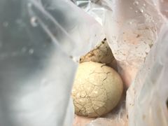 -金盆阿嬷香菇茶叶蛋(玄光店)