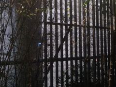 -青藤茶馆(凤起路店)