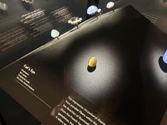 -美国自然历史博物馆