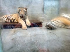 -泉州海丝野生动物世界