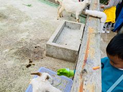 -前小桔亲子创意农场·草莓采摘·露营烧烤