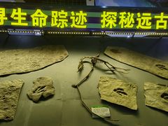 -诸城市恐龙博物馆