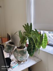 -安那般那皮肤年轻化ANAPANA