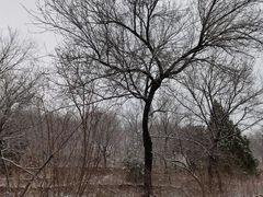 -北京西山国家森林公园