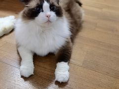 -凯瑞希宠物医院·狂犬免疫·微创·皮肤科