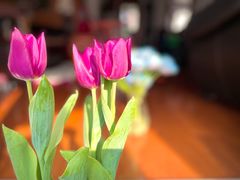 -双季花艺园艺市场(浦东店)