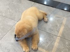 -半岛宠物医院24小时(西派城店)