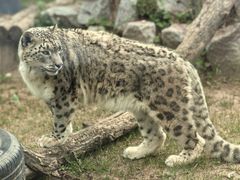-青藏高原野生动物园