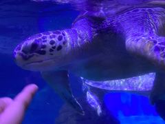 -海合安武汉极地海洋公园