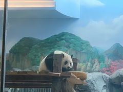 -武汉动物园