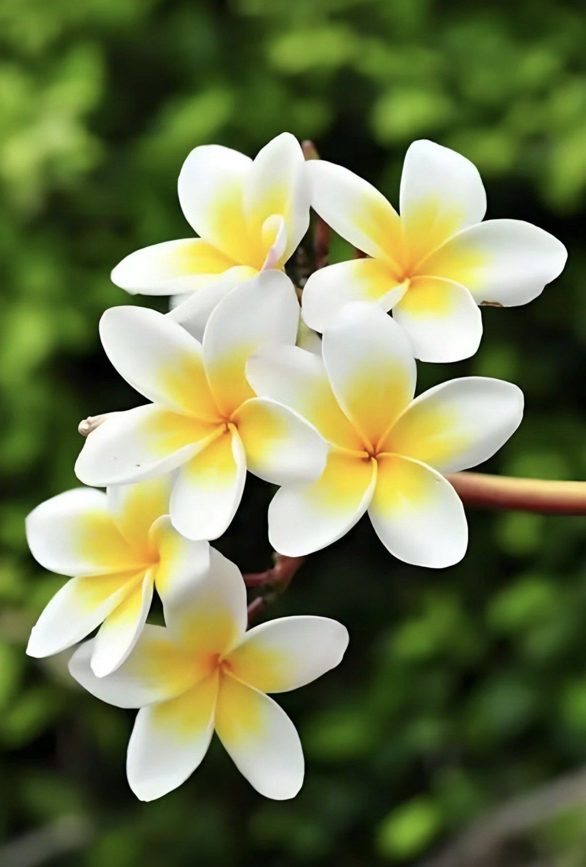 鸡蛋花