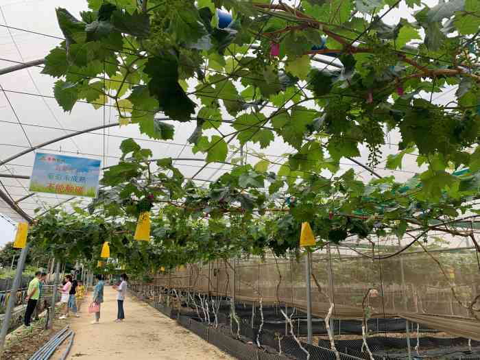 乐祈农场(番禺店)-"能给0分会给0分.体验极差. 人多吵杂..."-大众点评