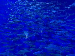 -成都浩海立方海洋公园