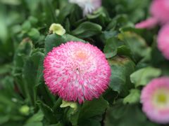 -龙大花卉苗木市场
