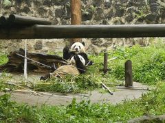 -都江堰中华大熊猫苑