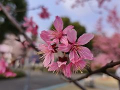-顾村公园