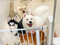 -共舞时光猫咖·狗咖(新街口店)