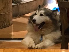 -more than meow吴止猫主题餐厅(承德 中船汇店)