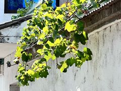 -雨花胜境